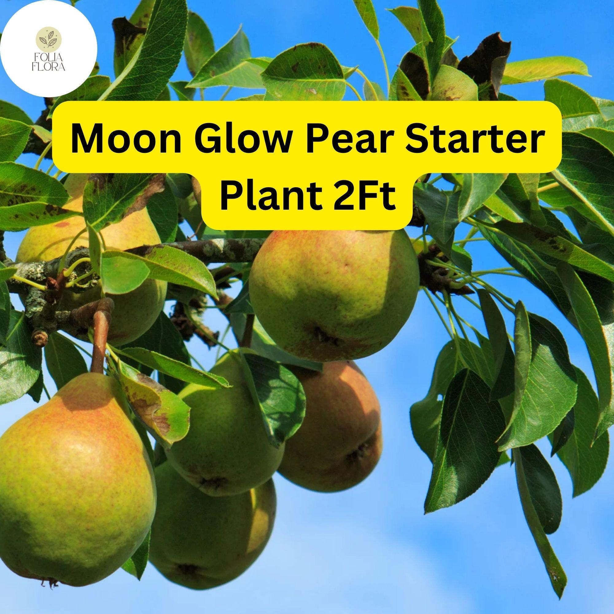 Live Fruit Tree - 2ft Moon Glow Pear (Pyrus communis) - Sweet Juicy Edible Pears for Home Garden
