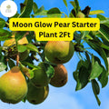 Live Fruit Tree – 2ft Moon Glow Pear (Pyrus communis) for Home Garden, Edible Landscaping, Canning & Baking