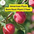 American Plum Tree 2ft Tall Live Fruit Tree Prunus americana Edible Plums & White Blossoms
