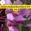 Eastern Redbud Tree Live Bare Root Plant, 2-3 Ft, Pink to Magenta Blossoms, Cercis canadensis