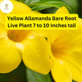 Yellow Allamanda Bare Root Plant – Perennial Tropical Vine with Bright Yellow Trumpet Flowers – Allamanda cathartica