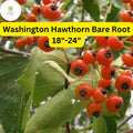 Washington Hawthorn Tree Bare Root 18-24 Inches Crataegus phaenopyrum with White Flowers and Red Berries