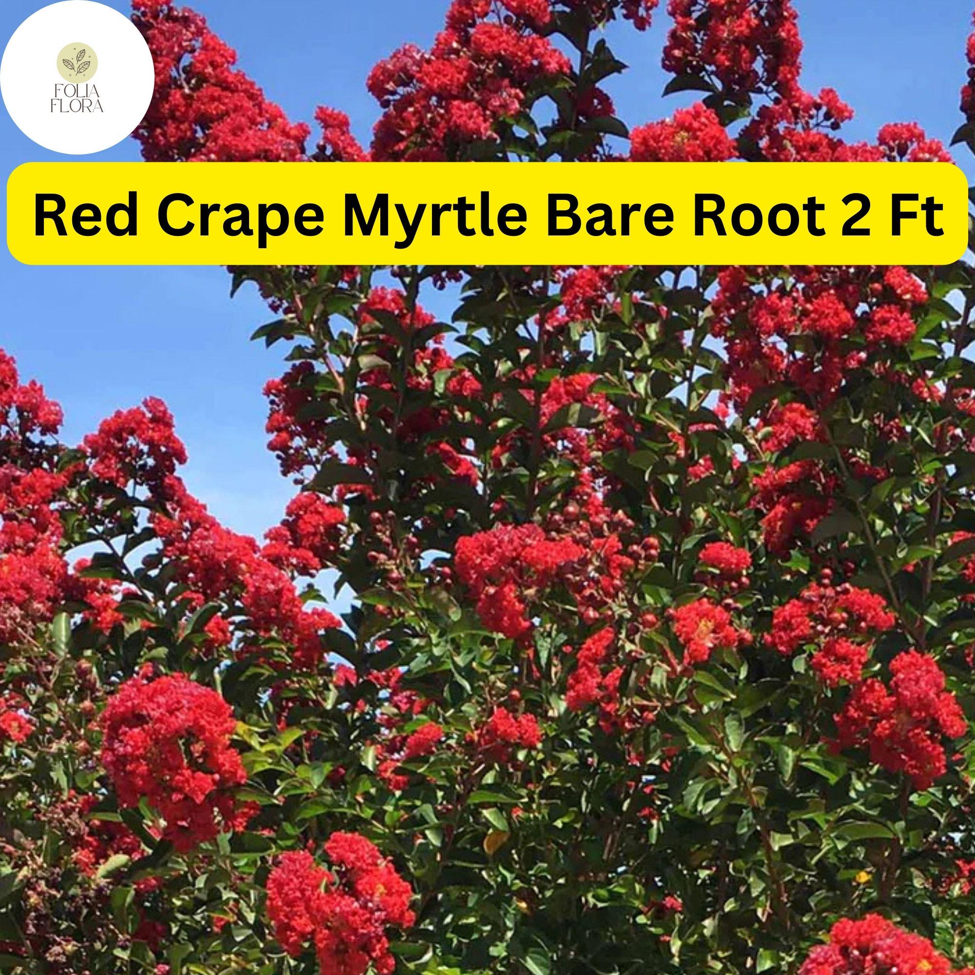 Live Bare Root Red Crape Myrtle Trees 2ft Tall, Lagerstroemia indica, Vibrant Red Blooms, Ornamental Landscaping