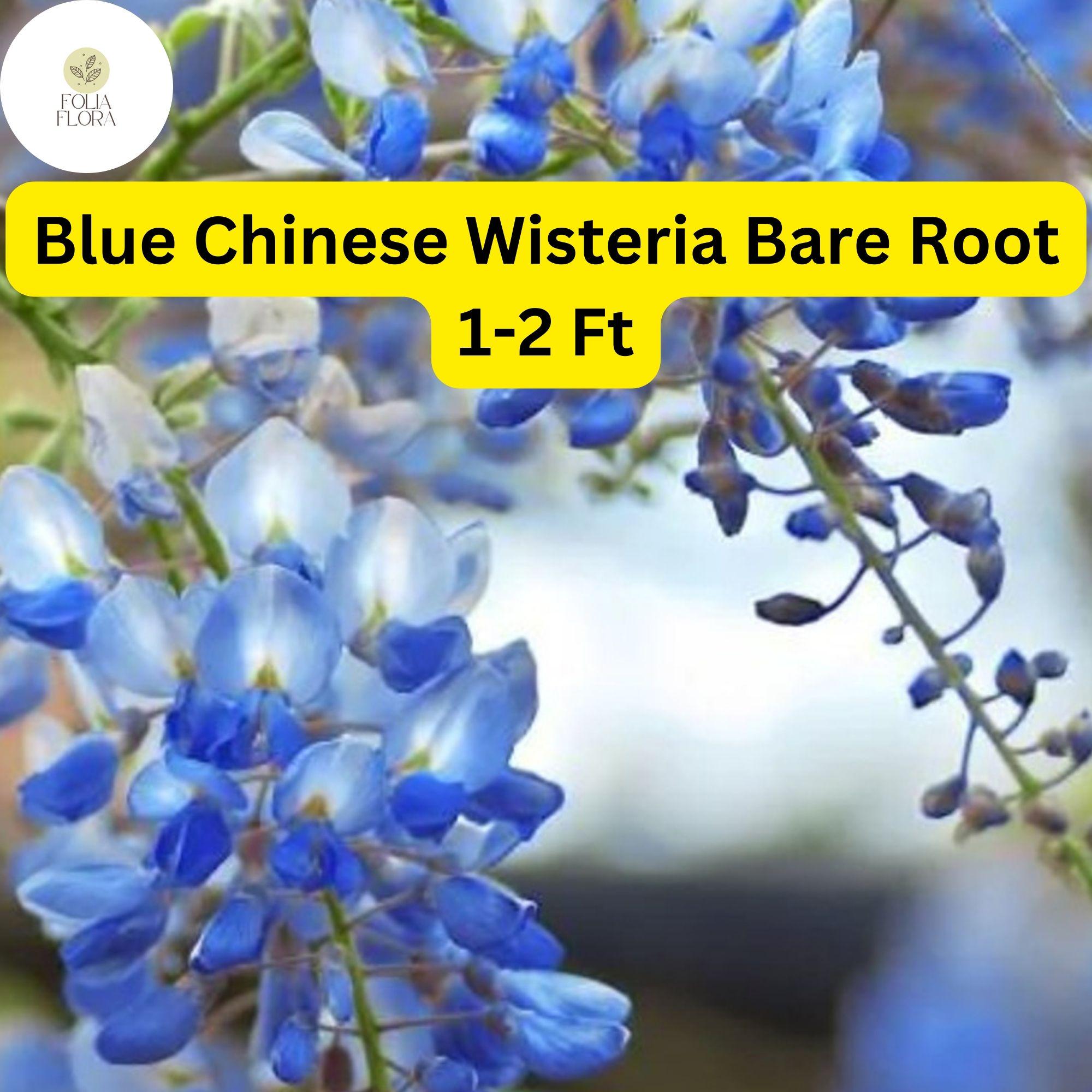 Live Blue Chinese Wisteria Trees 1-2 Ft Tall, Fragrant Blue-Violet Flowering Vine, Wisteria sinensis, Bare Root Plants