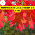 Northern Red Oak Tree Bare Root 2-3 Feet Quercus rubra for Landscaping, Shade, Fall Foliage
