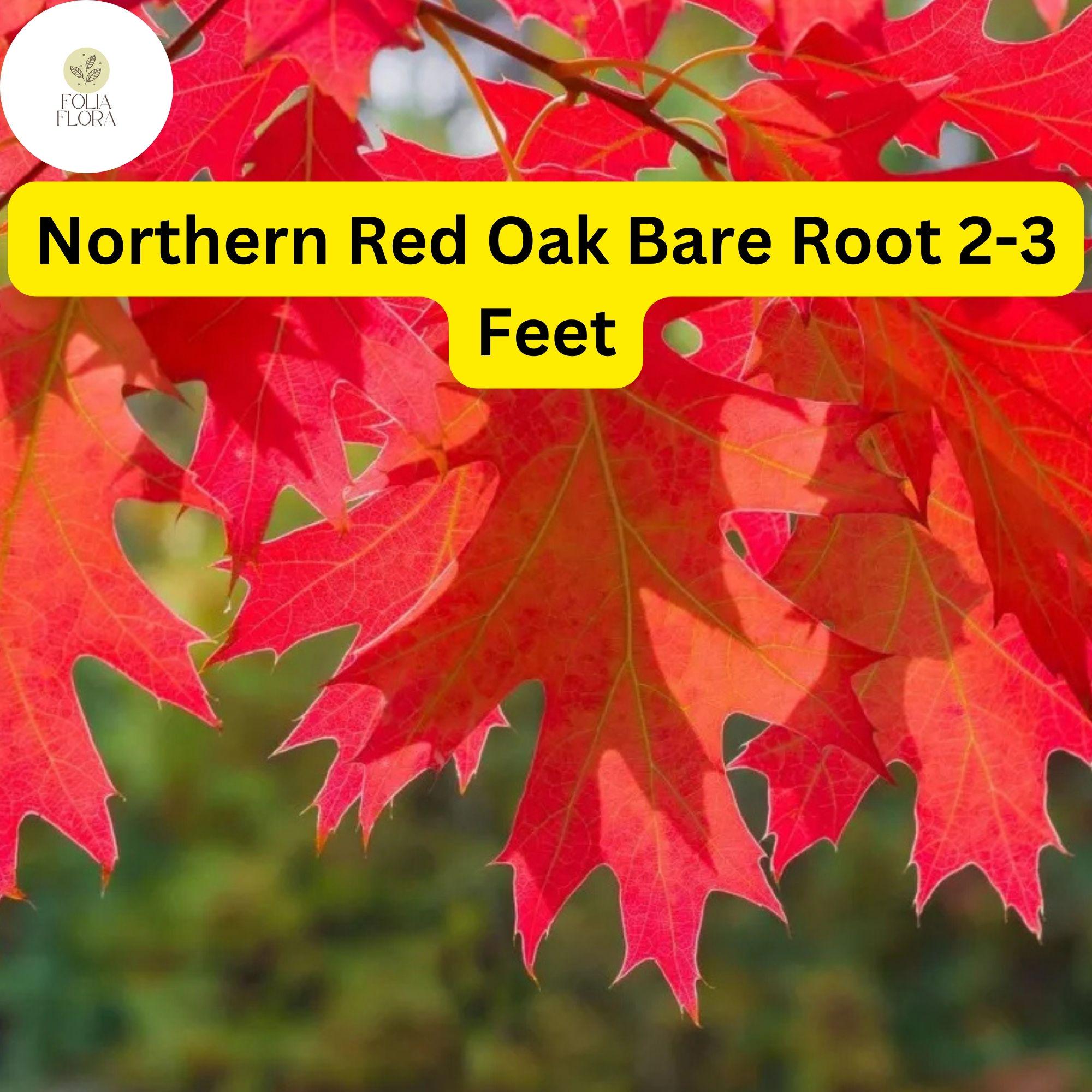 Northern Red Oak Tree Bare Root 2-3 Feet Quercus rubra for Landscaping, Shade, Fall Foliage
