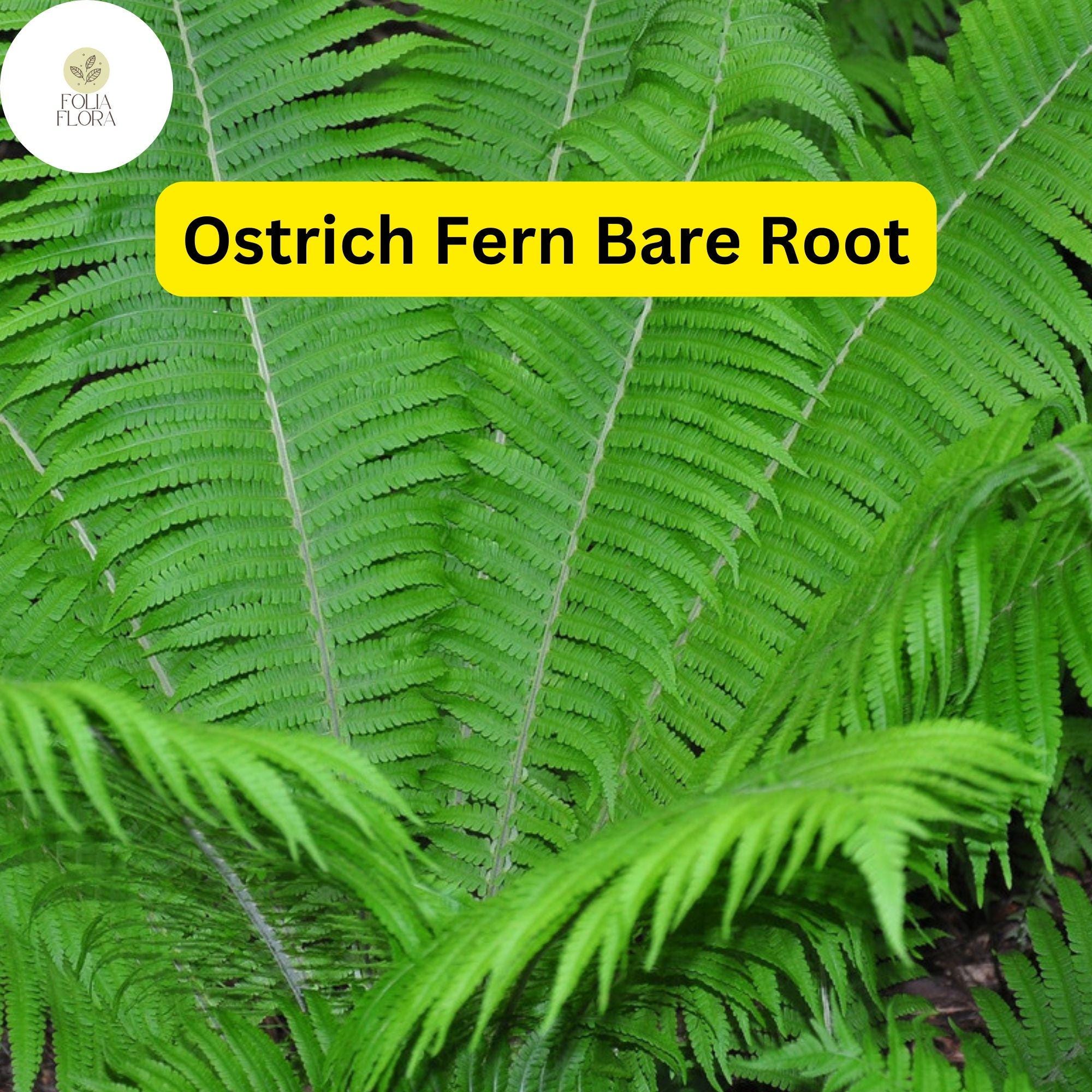 10 Ostrich Ferns Bare Root Perennials - Shade-Loving, Native Woodland Ferns Matteuccia struthiopteris