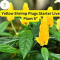 Yellow Shrimp Plant Live Starter Plug - 5” Justicia brandegeana & Pachystachys lutea Tropical Blooms