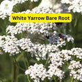 White Yarrow Bare Root Plant, Achillea millefolium, Perennial Flower for Gardens, Pollinator-Friendly, Drought-Tolerant