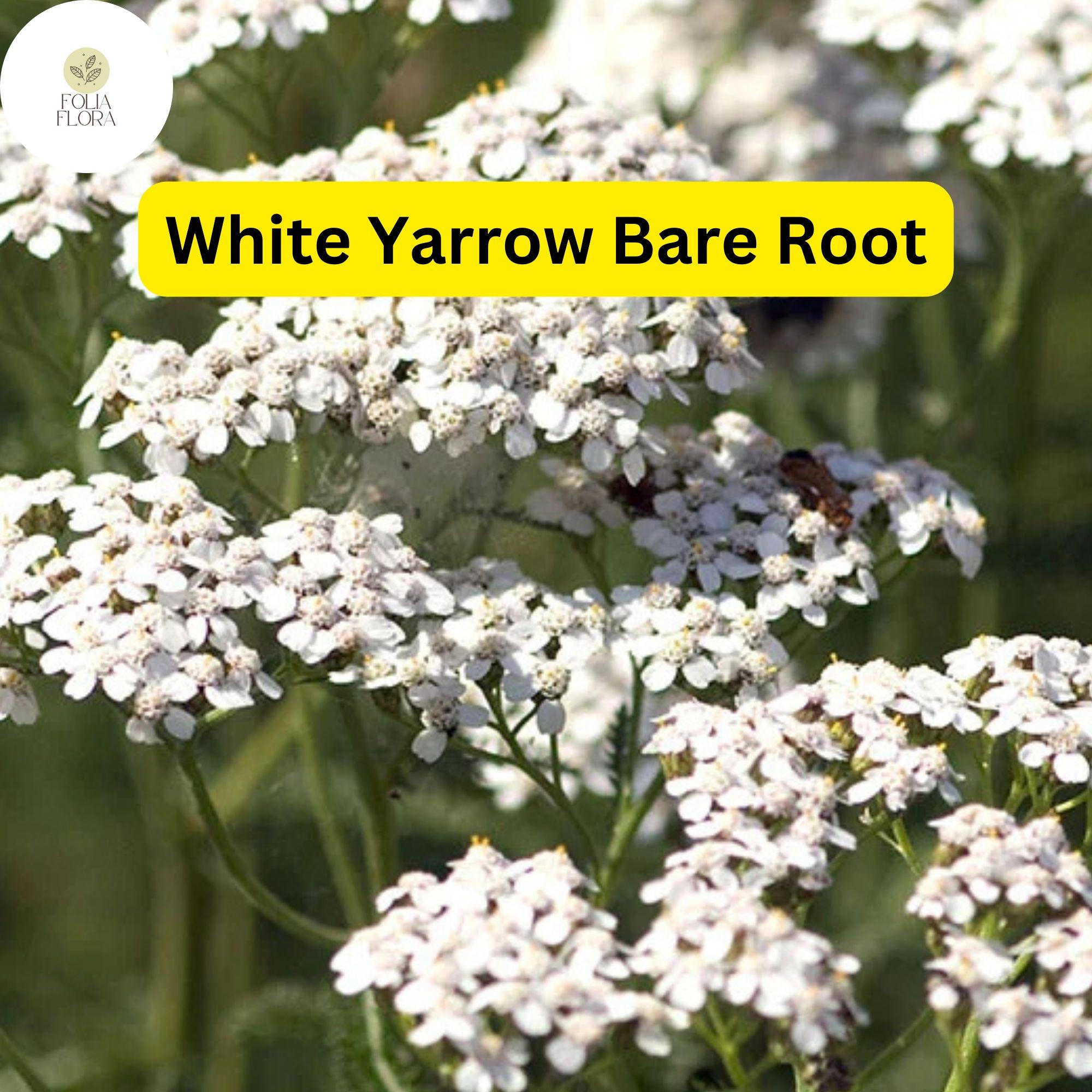White Yarrow Bare Root Plant, Achillea millefolium, Perennial Flower for Gardens, Pollinator-Friendly, Drought-Tolerant