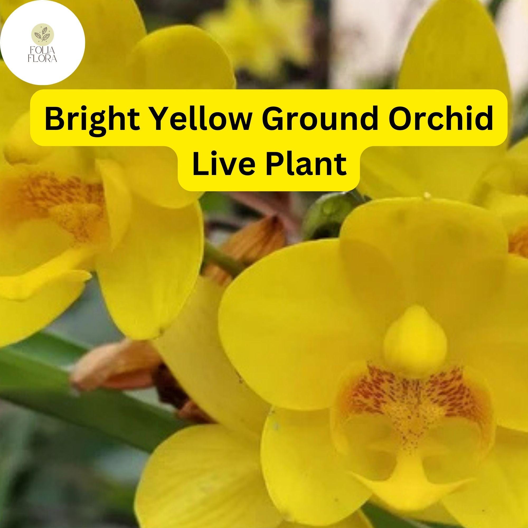 Yellow Ground Orchid Live Plant - Tropical Perennial in 4" Pot, Bright Yellow Blooms, Spathoglottis plicata, Pollinator-Friendly