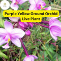 Purple Yellow Ground Orchid Live Plant in 4" Pot - Spathoglottis plicata, Tropical Soil-Growing Flowering Plant