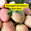 Bare Root Pineapple Strawberry Plants – Fragaria × ananassa, Unique White Berries, Edible Fruit, Perennial Garden Plants