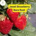 Jewel Strawberry Bare Root Plants - High-Yield, Cold-Hardy Fragaria × ananassa for Home Gardens & Containers