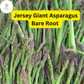Jersey Giant Asparagus Bare Root Crowns - High-Yield, Disease-Resistant Perennial Vegetable, Green Spears, 2-Year Olds