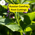 Live Root Cuttings of Russian Comfrey Bocking 14 - Perennial Plant for Permaculture & Organic Fertilizer