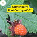 Salmonberry Root Cuttings 4-5" | Organic Perennial Rubus spectabilis Edible Berries & Pollinator Plant
