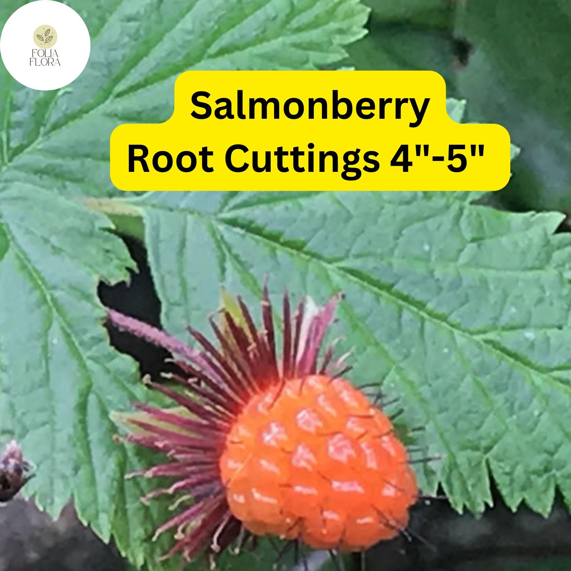 Salmonberry Root Cuttings 4-5" | Organic Perennial Rubus spectabilis Edible Berries & Pollinator Plant