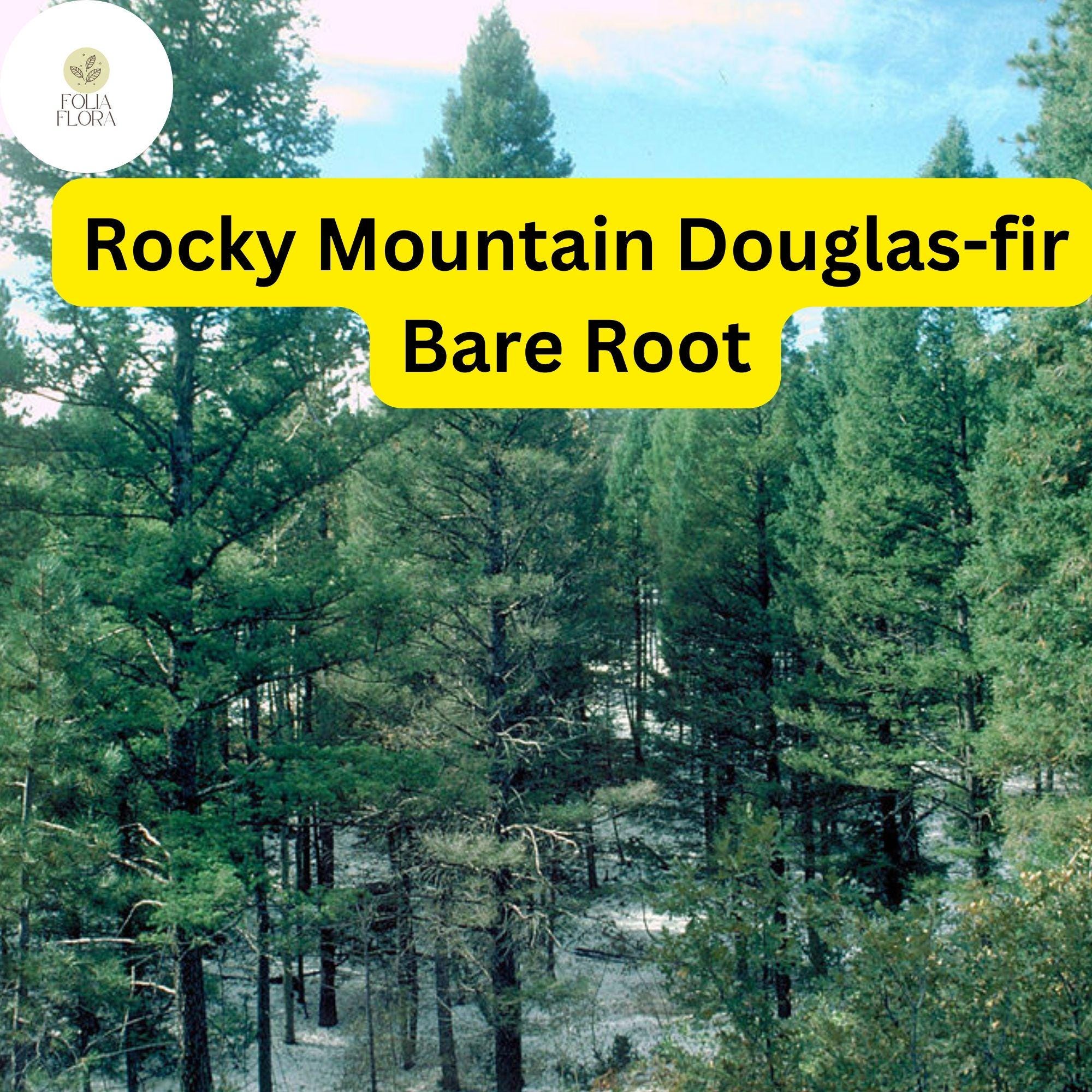 Rocky Mountain Douglas-fir Tree Bare Root Pseudotsuga menziesii Evergreen Landscape Plant