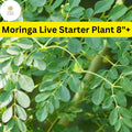 Rooted Moringa oleifera Tree of Life Plant | Edible Pods, Fast-Growing, Drought-Tolerant, Permaculture Garden