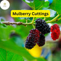 Mulberry Cuttings, Early-Fruiting, Easy-to-Root Morus alba, Fruit Tree, Edible Landscaping, Food Forests