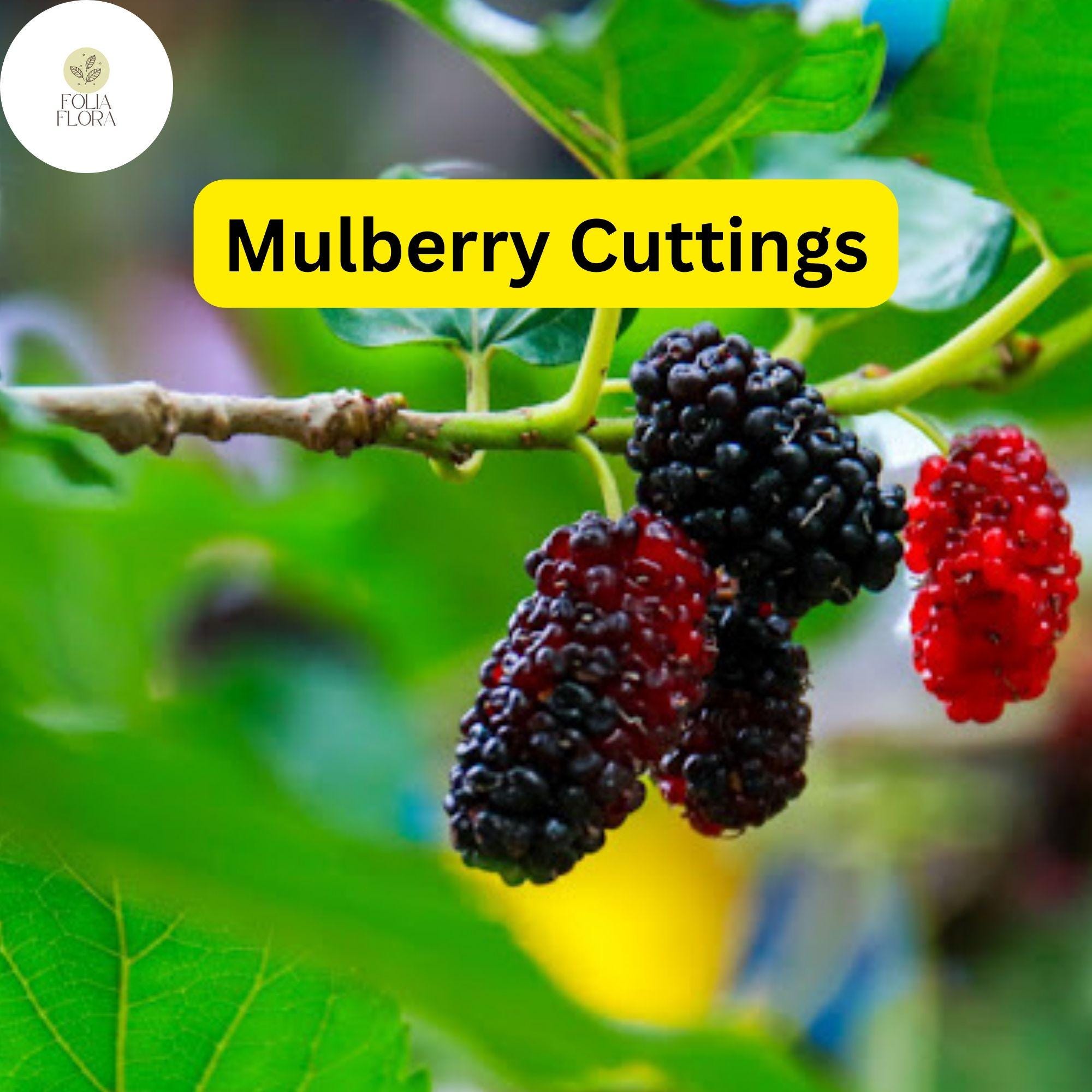 Mulberry Cuttings, Early-Fruiting, Easy-to-Root Morus alba, Fruit Tree, Edible Landscaping, Food Forests