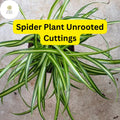 Unrooted Spider Plant Cuttings, Chlorophytum comosum, Indoor Air Purifier, Green & White Striped Foliage, Easy Care
