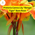 Bare Root Canna Lily “Bengal Tiger” | Tropical Garden Plant | Canna x generalis | Vibrant Orange Flowers