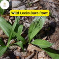 Wild Leeks Ramps Bulbs - Organic Bare Root Allium tricoccum for Shaded Gardens & Edible Landscaping