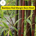 Live Bare Root Bamboo Plant – Red Margin (Phyllostachys rubromarginata) Fast-Growing, Hardy, Ornamental, Privacy Screen