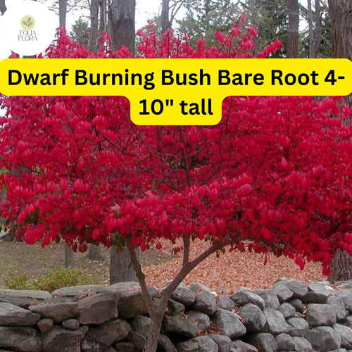 10 Dwarf Burning Bush Plants Euonymus alatus Bare Root Shrubs Fall Foliage Compact Landscape