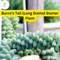 Burro's Tail Succulent Live Plant 4" Pot Sedum morganianum Hanging Basket Indoor Decor