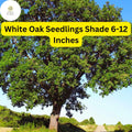 White Oak Tree Seedlings 6-12 Inches, Quercus Alba, Live Bare Root Shade Trees for Landscaping and Reforestation