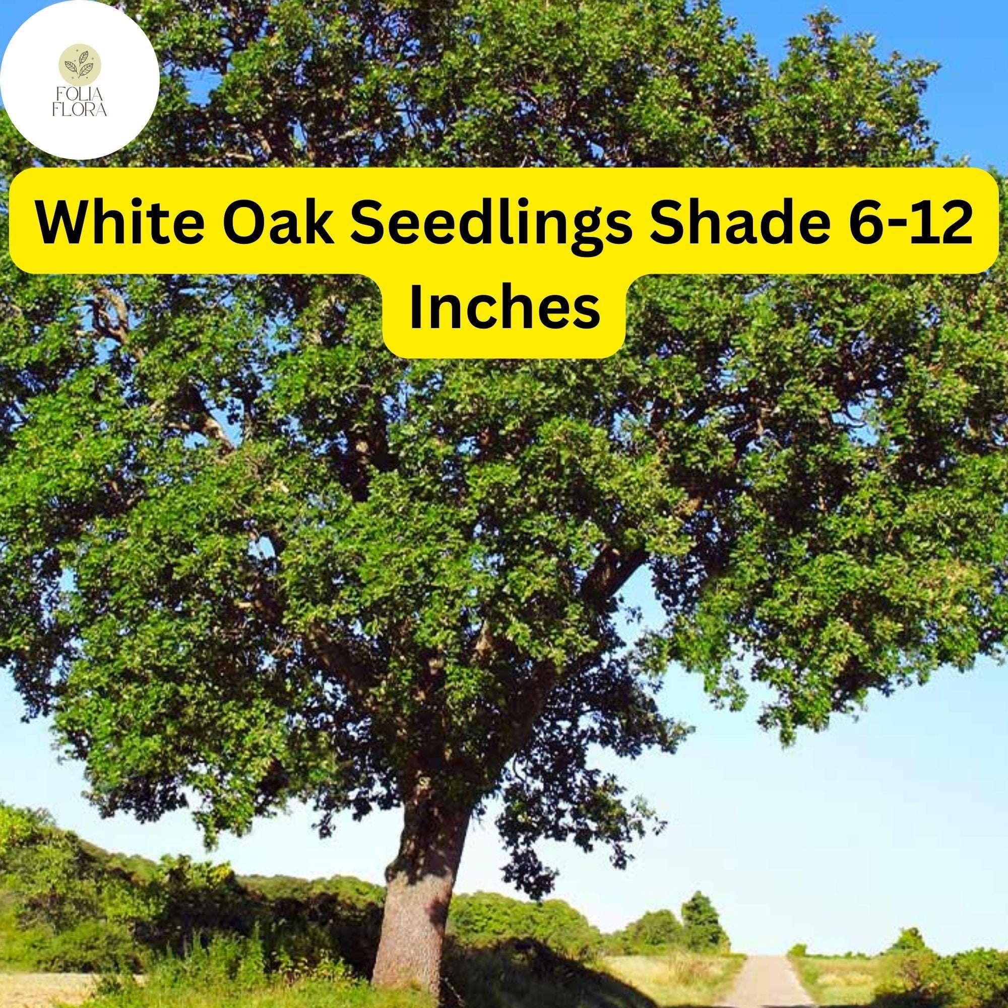 White Oak Tree Seedlings 6-12 Inches, Quercus Alba, Live Bare Root Shade Trees for Landscaping and Reforestation