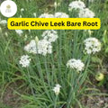 50 Live Garlic Chive Leek Plants, Edible Herb, Organic, Perennial, Allium tuberosum, Bare Root, Culinary Greens