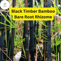 Black Timber Bamboo Rhizomes - Live Phyllostachys nigra Clumping Ornamental Bamboo for Privacy & Landscaping