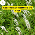 12 Bare Root Gooseneck Loosestrife Perennial Plants Lysimachia clethroides, White Cascading Flowers, Water Garden, Pollinator-Friendly