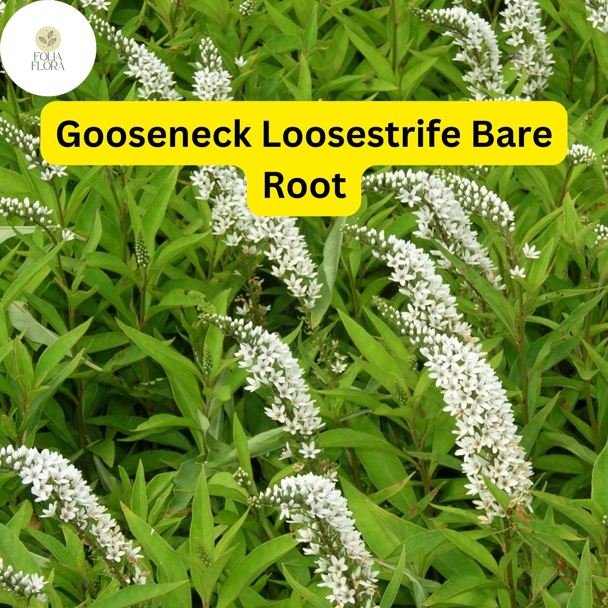 12 Bare Root Gooseneck Loosestrife Perennial Plants Lysimachia clethroides, White Cascading Flowers, Water Garden, Pollinator-Friendly