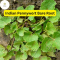 Pennywort Live Plants Bare Root Centella asiatica Aquatic Herb for Water Gardens and Ponds, 15 Pack