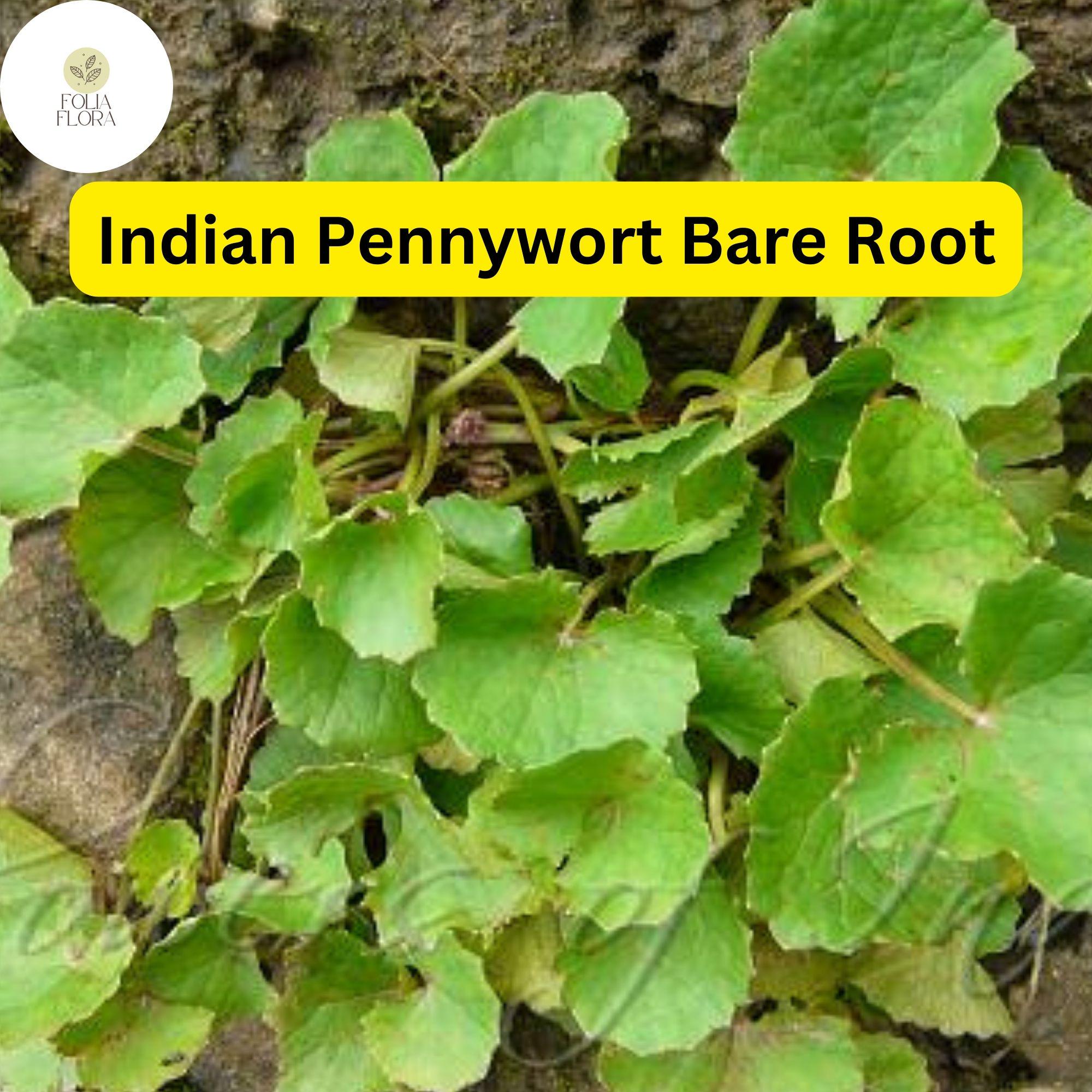Pennywort Live Plants Bare Root Centella asiatica Aquatic Herb for Water Gardens and Ponds, 15 Pack