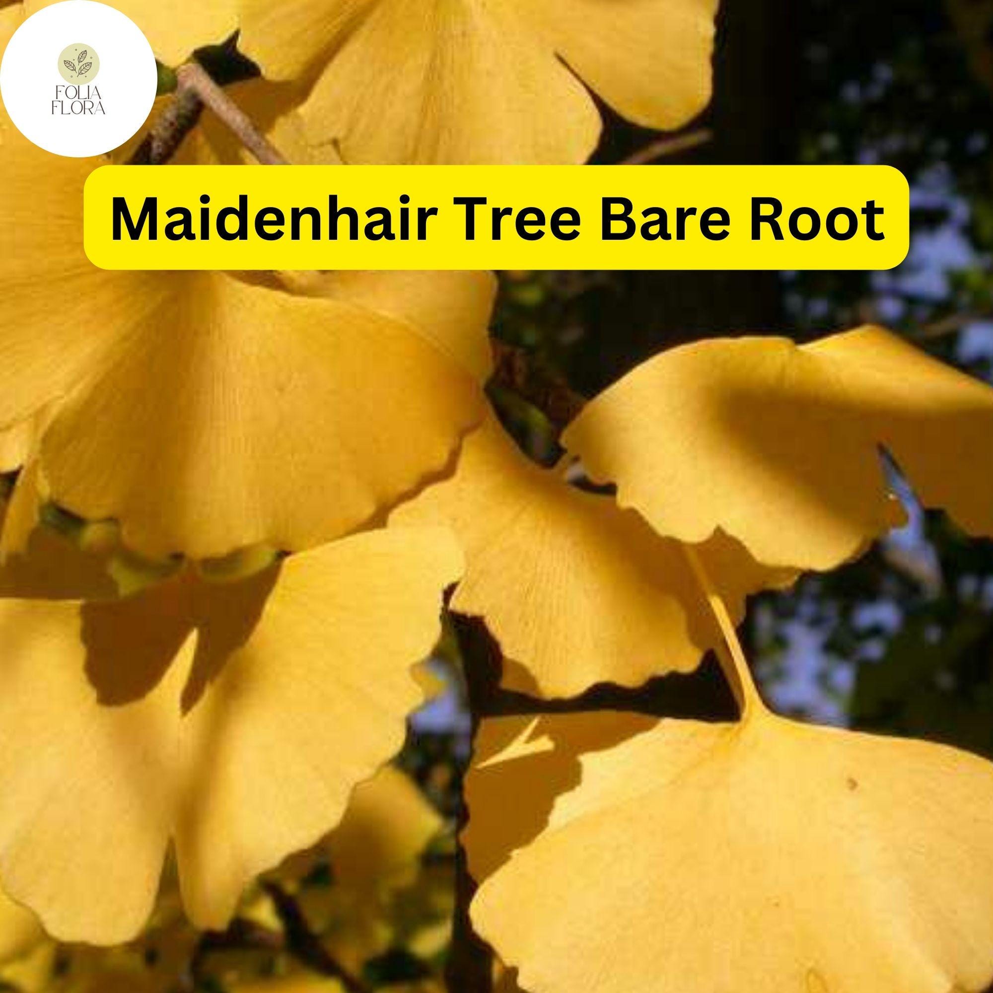 Bare Root Ginkgo Biloba Maidenhair Trees - Set of 3 Live Starter Trees for Garden, Landscape, Urban Landscaping