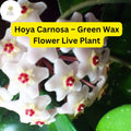 Hoya Carnosa Live Plant - Vining Houseplant with Fragrant Pink-White Flowers, Wax Flower, Indoor Garden, 3” Nursery Pot