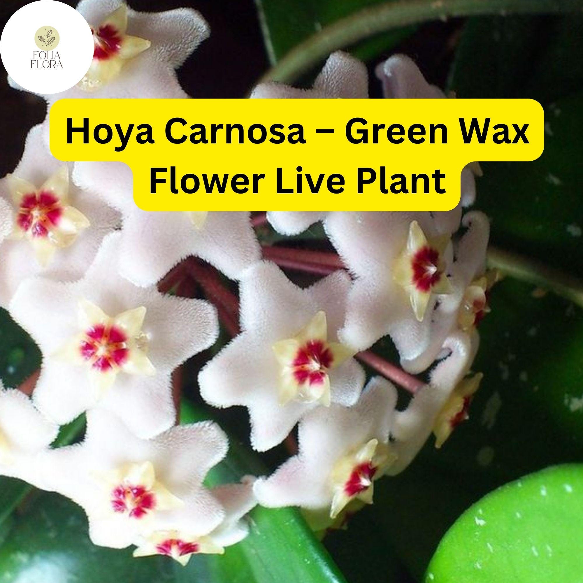 Hoya Carnosa Live Plant - Vining Houseplant with Fragrant Pink-White Flowers, Wax Flower, Indoor Garden, 3” Nursery Pot