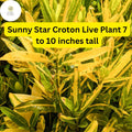 Sunny Star Croton Live Plant – 7-10 Inch Vibrant Tropical Foliage, Variegated Green and Yellow, Codiaeum Variegatum