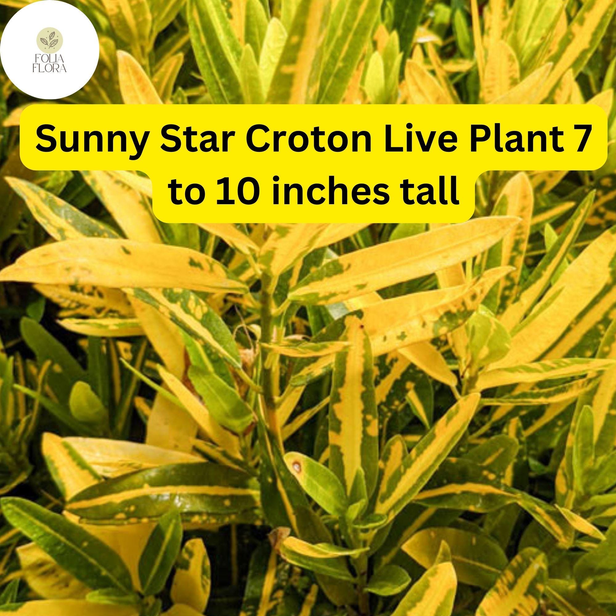 Sunny Star Croton Live Plant – 7-10 Inch Vibrant Tropical Foliage, Variegated Green and Yellow, Codiaeum Variegatum