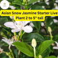 Asian Snow Jasmine Starter Plant – Fragrant White Flowers, Wrightia Antidysenterica, 2-5” Tall