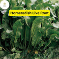 Organic Horseradish Roots – Heirloom Garden Starter Plants – Edible Perennial Herb – Pungent, Flavorful Roots – Scientific Name: Armoracia rusticana