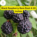Black Raspberry Plants Bare Root Starter Plants, Mysore Rubus niveus, Perennial Fruit Bush for Edible Gardens