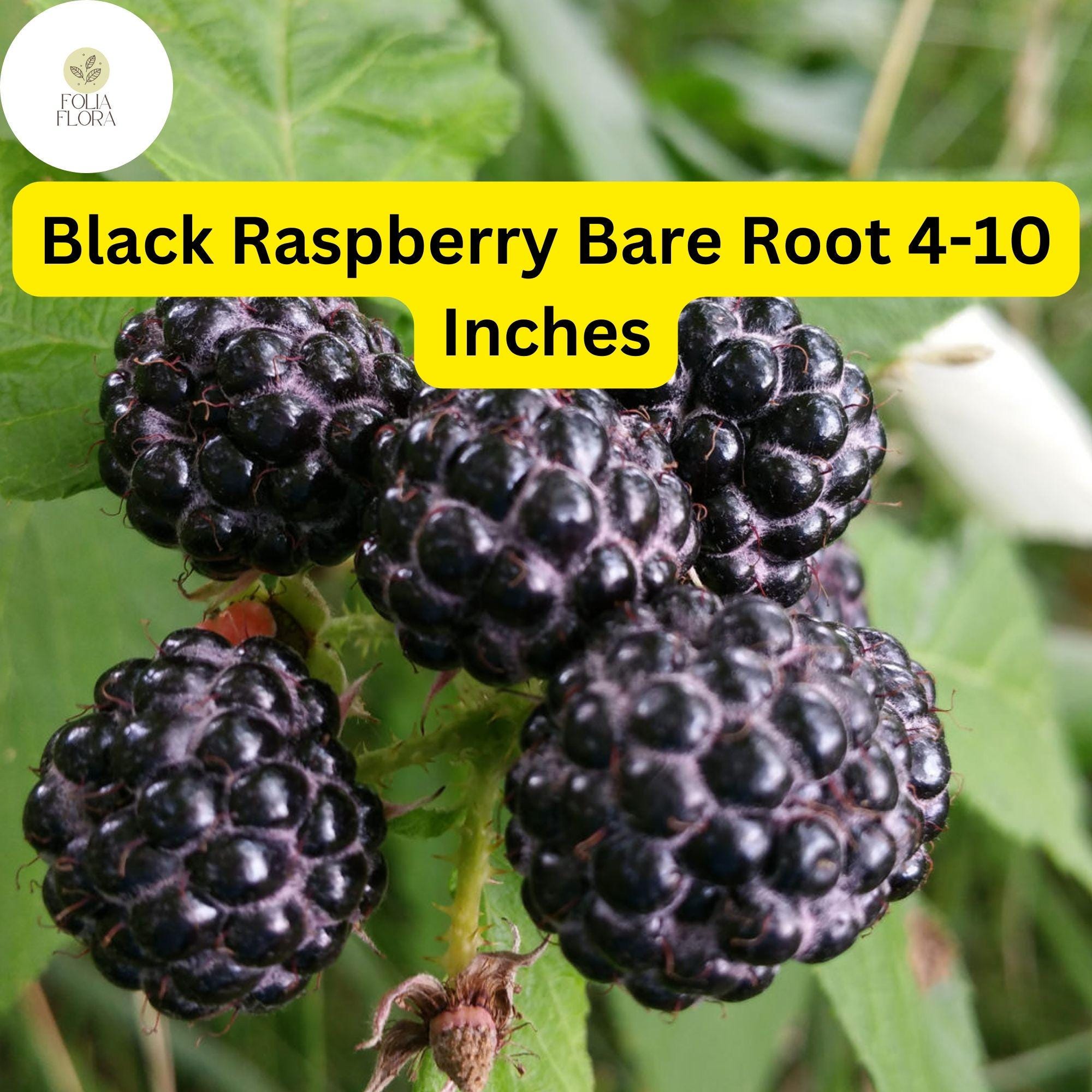 Black Raspberry Plants Bare Root Starter Plants, Mysore Rubus niveus, Perennial Fruit Bush for Edible Gardens
