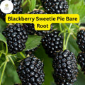 Sweetie Pie Blackberry Plant, Rubus, Bare Root Starter, Disease-Resistant, Heat-Tolerant, High-Yield, Fresh Eating